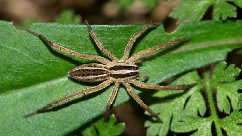 Wolf Spider