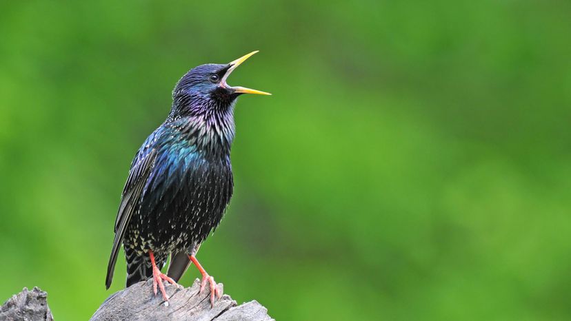 Starling