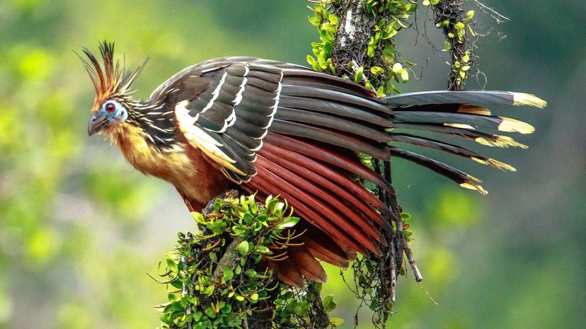 Hoatzin