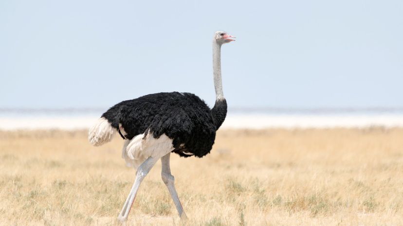 Ostrich