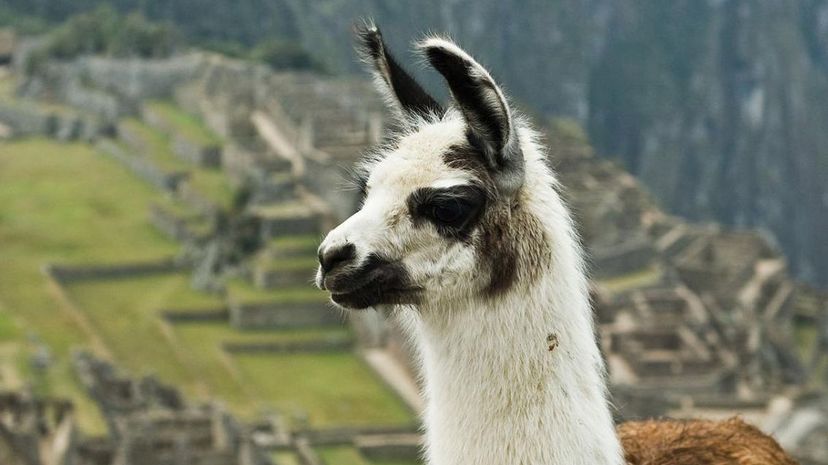 Llama