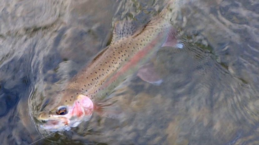 Great Basin Redband Trout