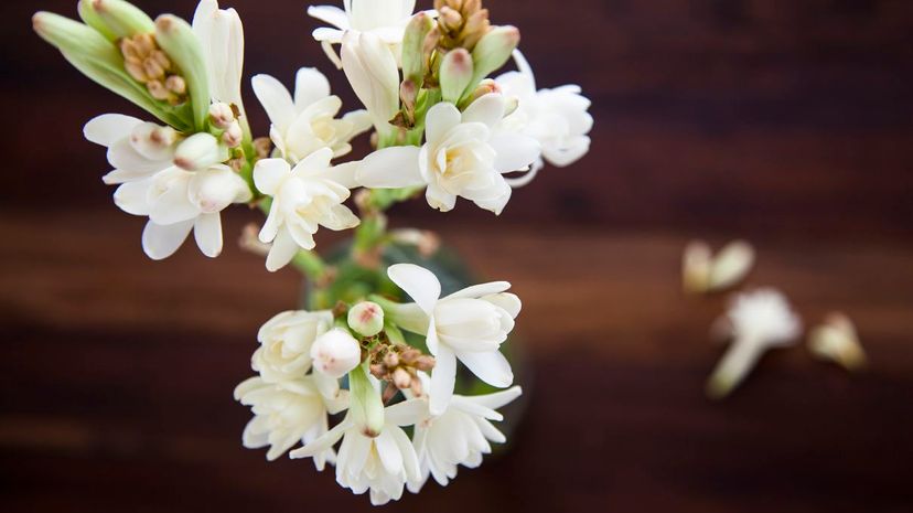 Tuberose