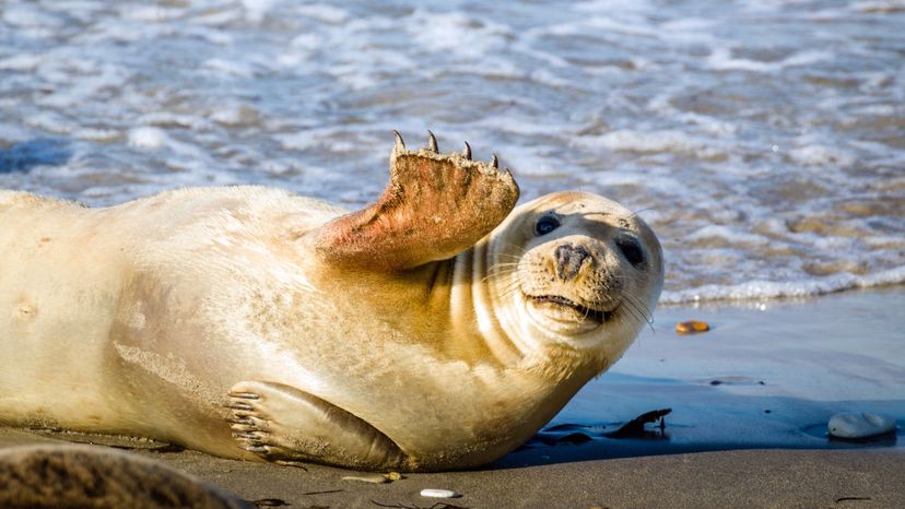 Can You Identify 40 of the Heaviest Animals in the World?