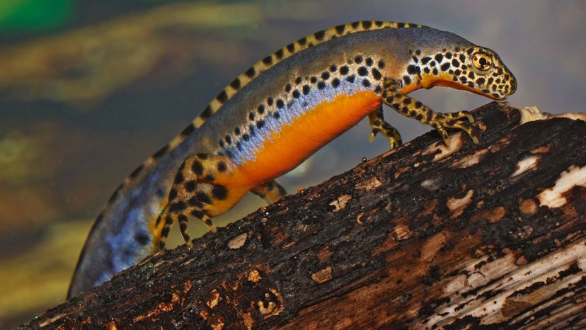 Alpine Newt