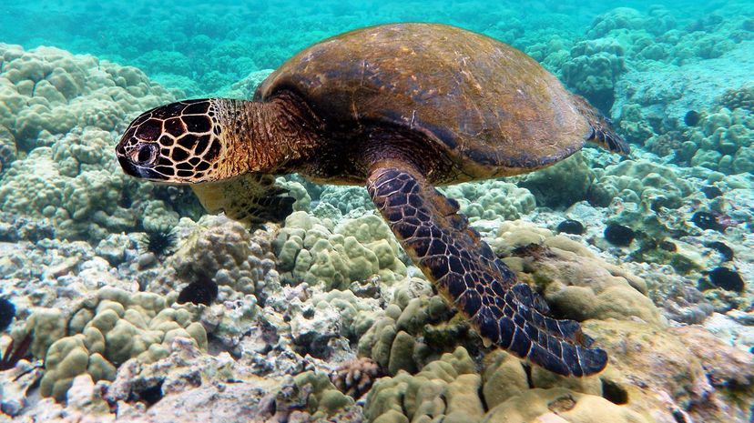 Tortuga blanca
