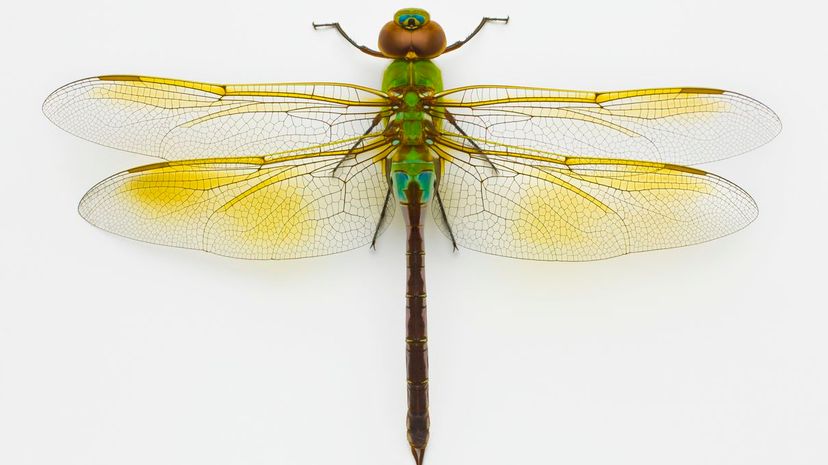 Common Green Darner