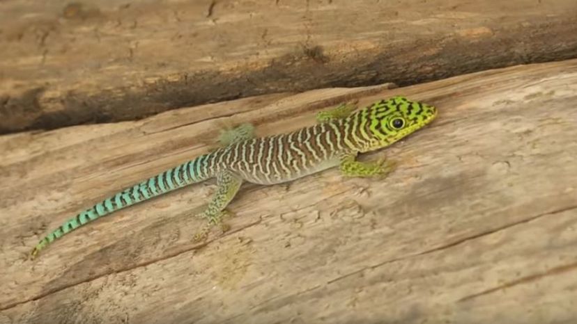 Banded Day Gecko