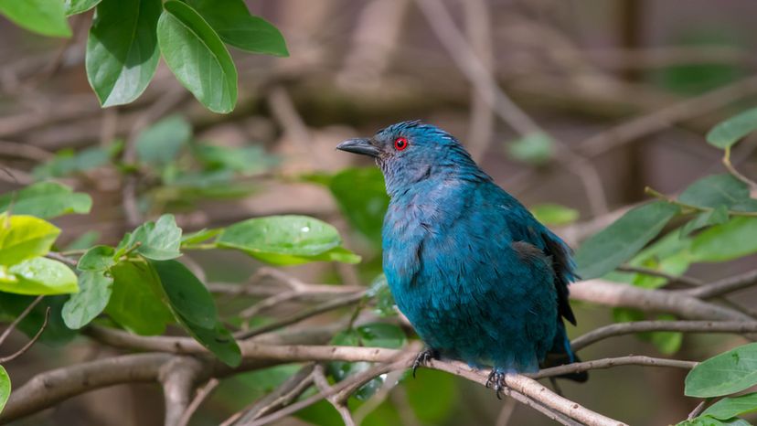 Asian fairy bluebird