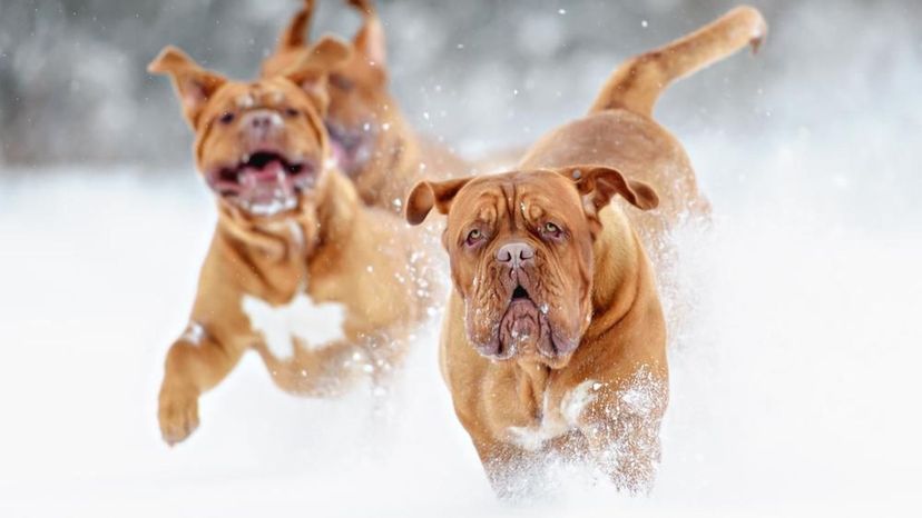 Dogue De Bordeaux