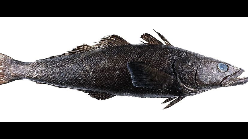 Patagonian Toothfish