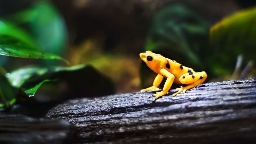 Panamanian Golden Frog