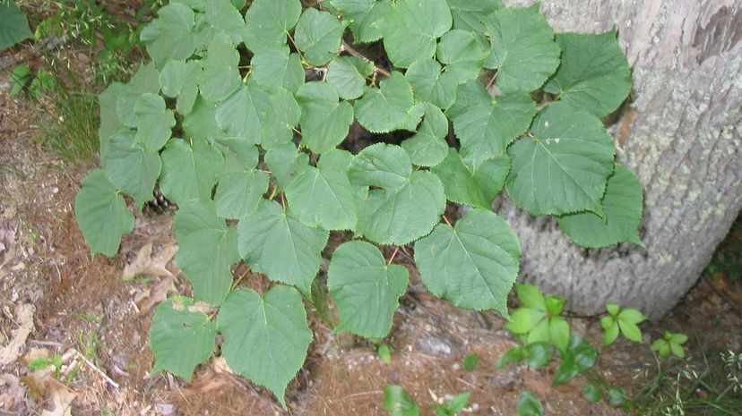 American Basswood