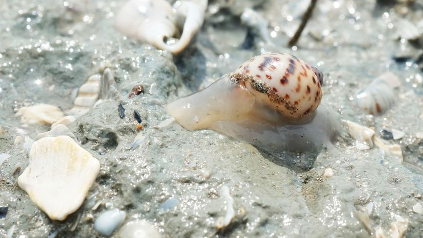 Periwinkle Sea Snail
