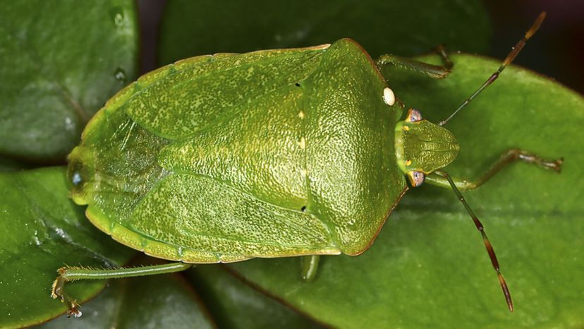 Green Stink Bug