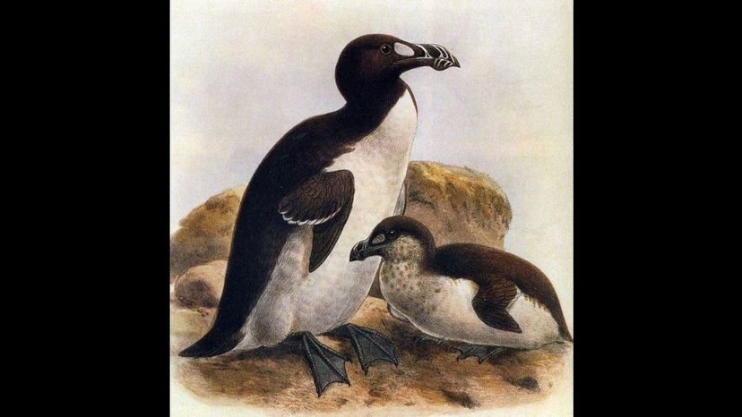 Great Auk