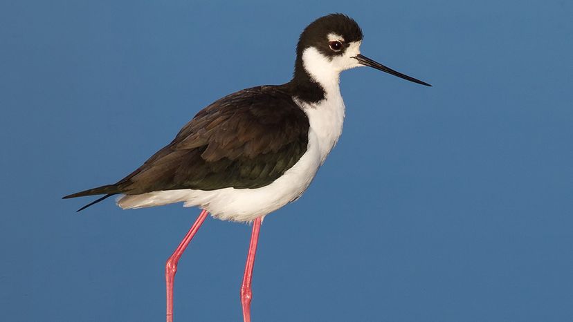 Black-necked Stilt