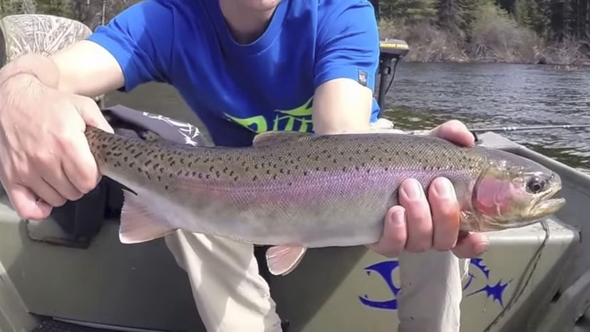 Kamloops Rainbow Trout