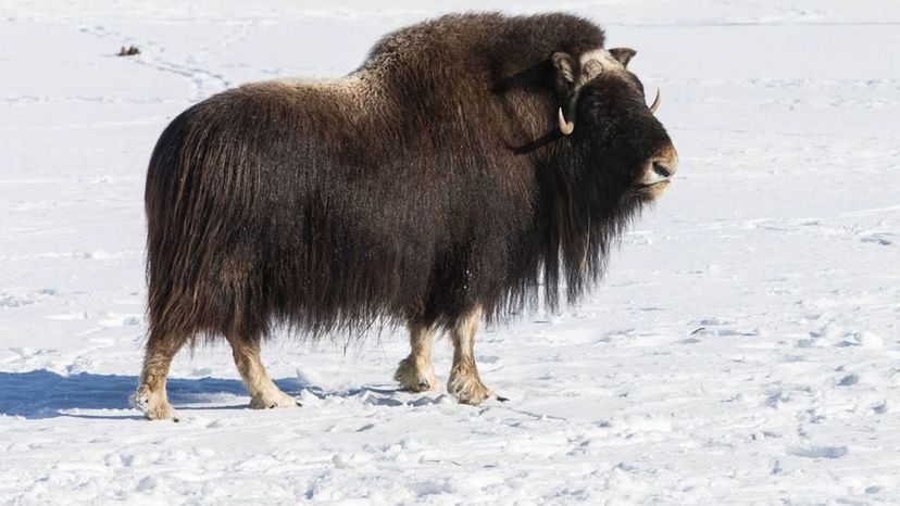 Musk ox - polar