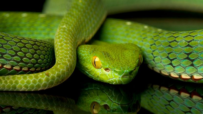 Can We Figure Out Your Snake’s Name in Just 30 Questions?
