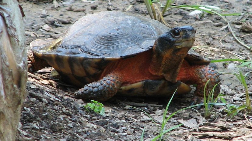 Wood turtle