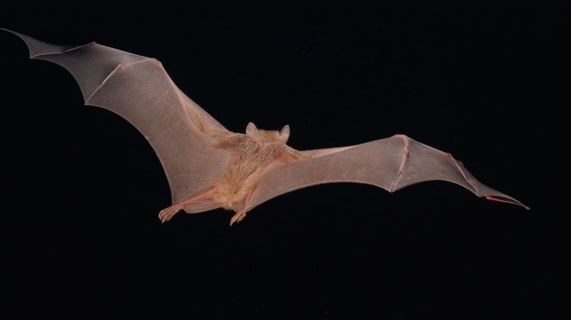 Egyptian fruit bat