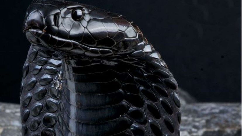 Black Necked Spitting Cobra