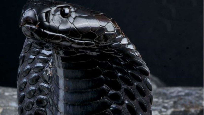 Este quiz de identificação de cobras venenosas é realmente difícil