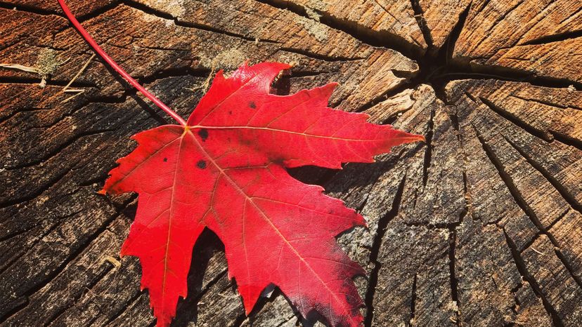 Red Maple Stump