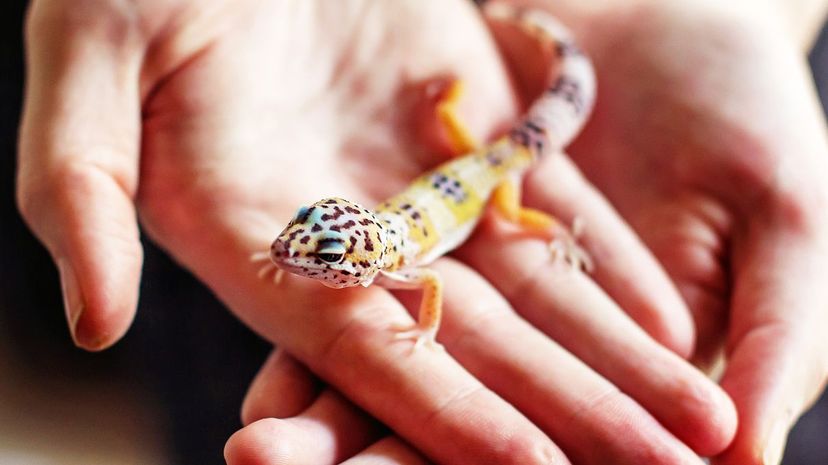 Leopard Gecko