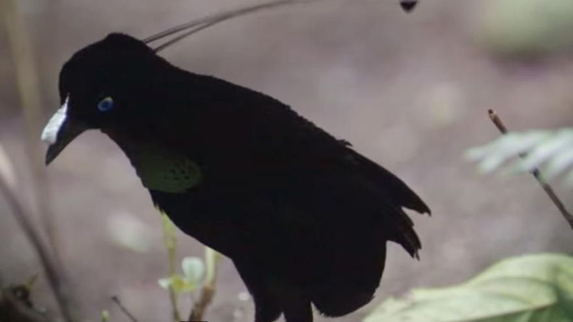 Superb Bird of Paradise (New Guinea)