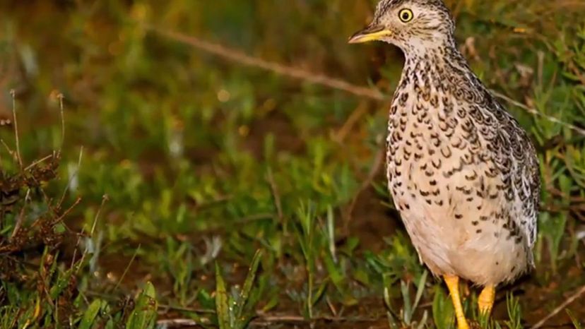 Plains Wanderer