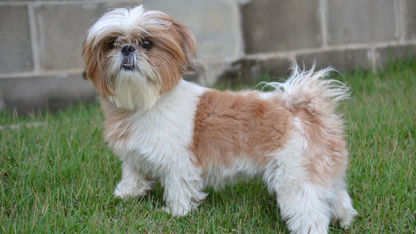 Shih Tzu