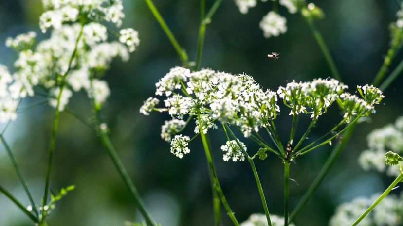 Water Hemlock