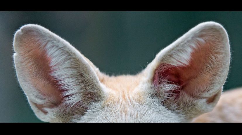 Fennec fox