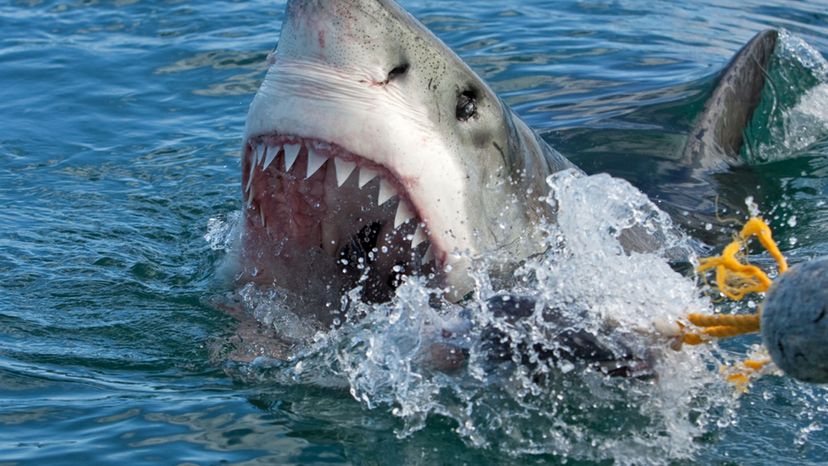 Great White Shark