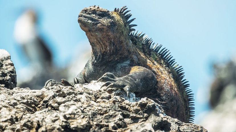 Marine Iguana