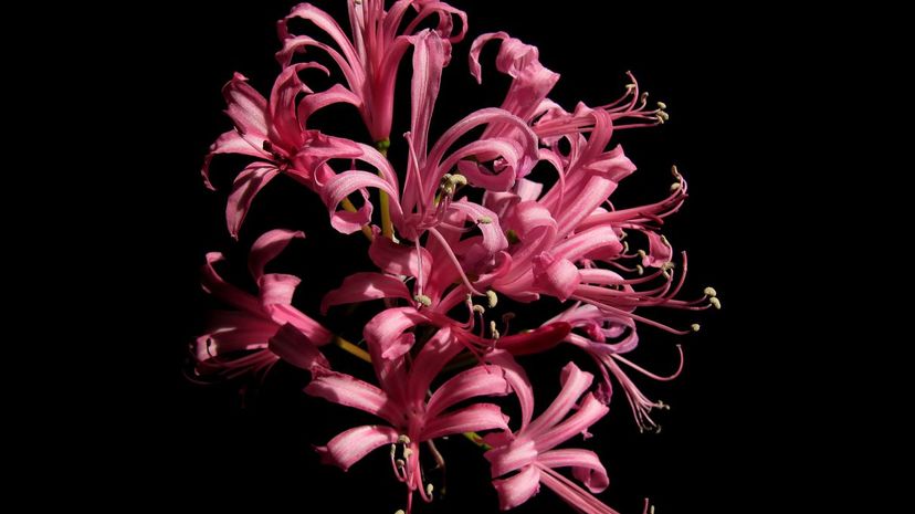 Nerine