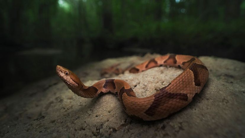 Copperhead