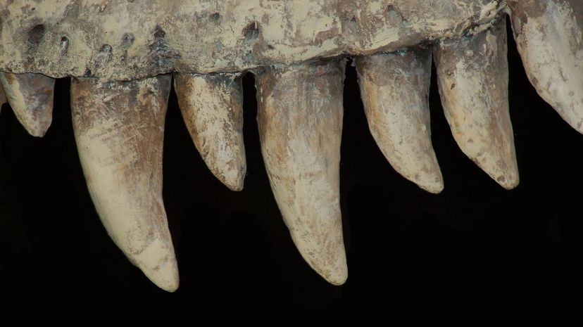 Dinosaur Teeth