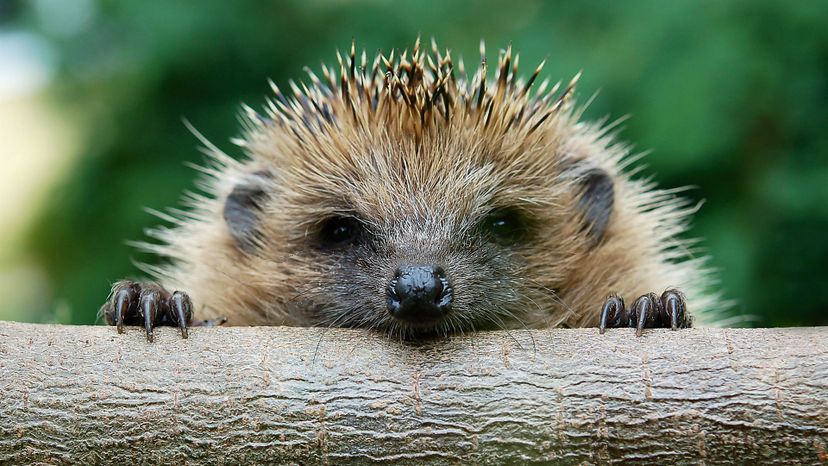 European Hedgehog