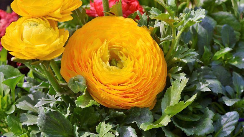 ranunculus