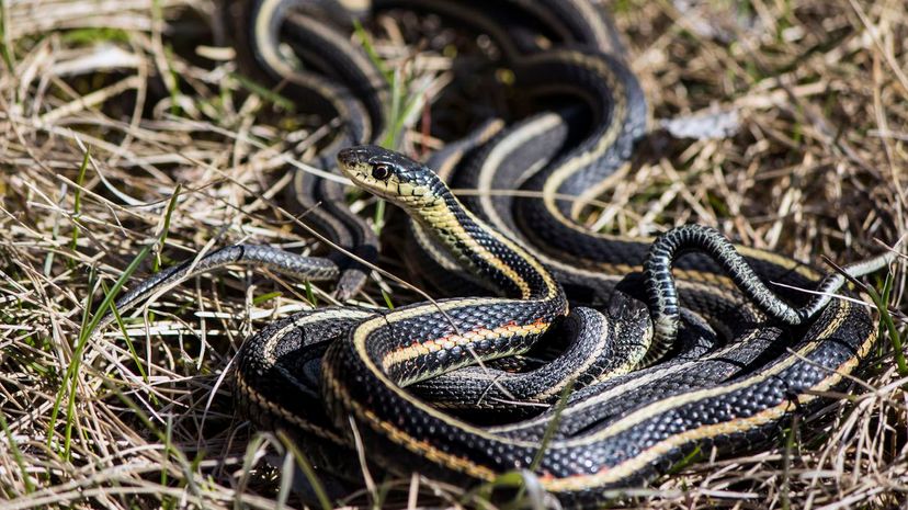 Manitoba garter snakes