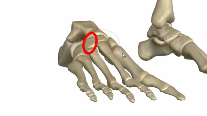 lateral cuneiform bone