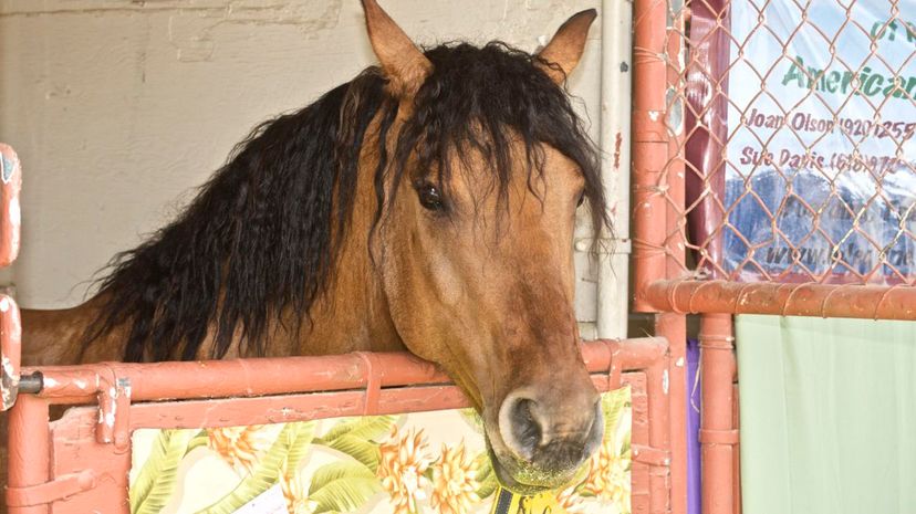 Bashkir Curly Horse