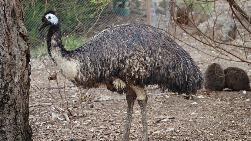 The three-toed flightless emu