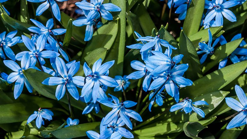 Siberian Squill