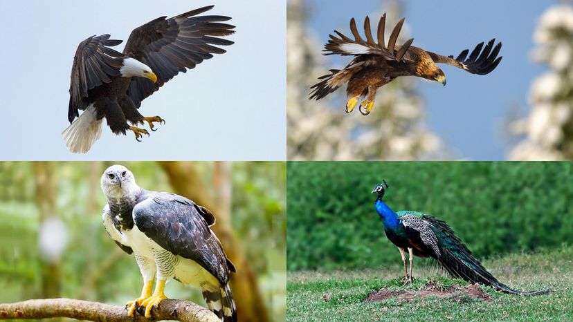 bald eagle, golden eagle, harpy eagle, Indian peafowl