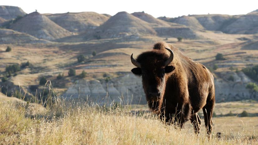 Theodore Roosevelt National Park