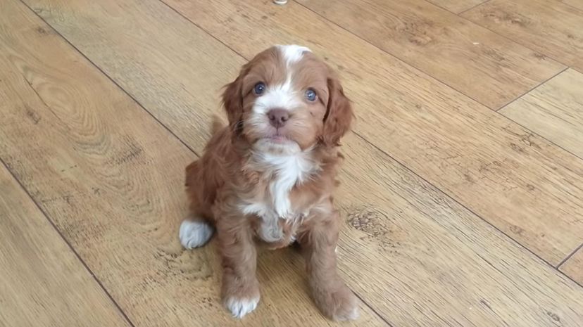 Cockapoo＂border=